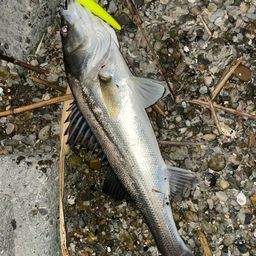 セイゴ（マルスズキ）