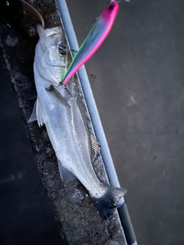 セイゴ（マルスズキ）の釣果