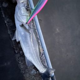 セイゴ（マルスズキ）