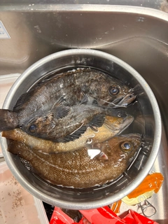 クロソイの釣果