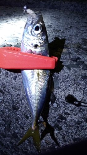 マアジの釣果