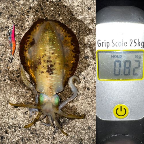 アオリイカの釣果