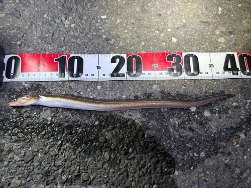 マアナゴの釣果