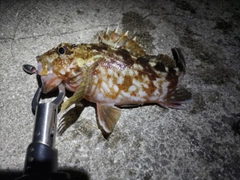 ガシラの釣果