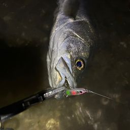 フッコ（マルスズキ）