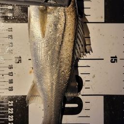 フッコ（ヒラスズキ）