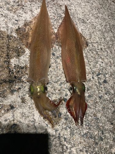 ササイカの釣果