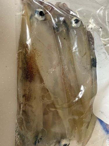 ヤリイカの釣果