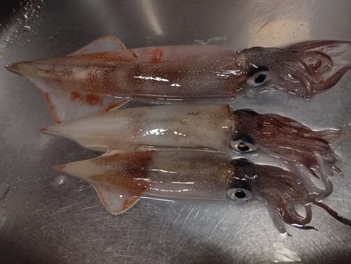 ヤリイカの釣果