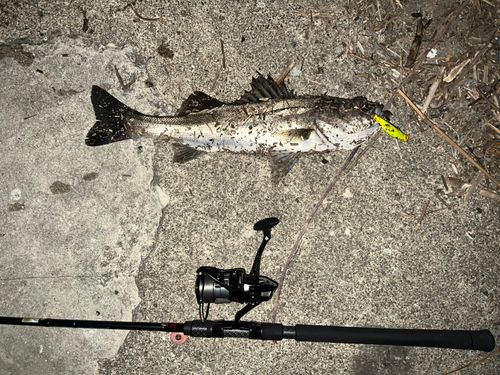 シーバスの釣果