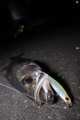 シーバスの釣果