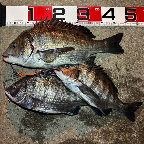 クロダイの釣果