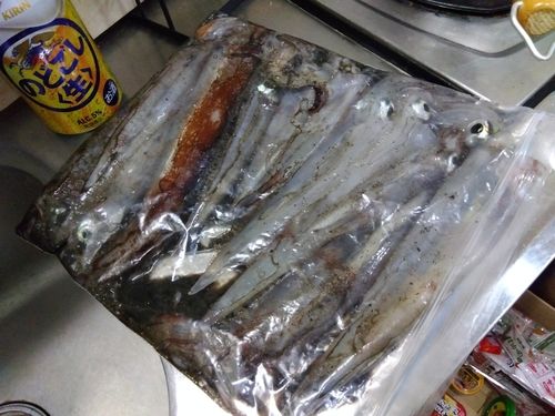 ヤリイカの釣果