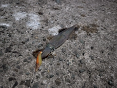 ヤリイカの釣果