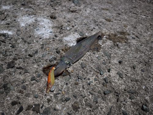 ヤリイカの釣果