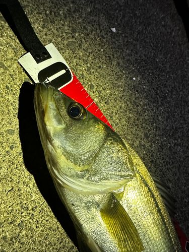 シーバスの釣果