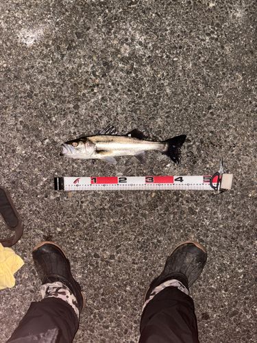 五十鈴川河口（伊勢）