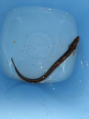 マアナゴの釣果