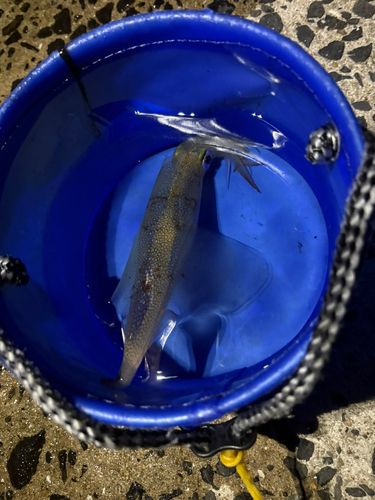 ササイカの釣果