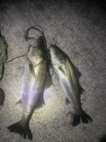 シーバスの釣果