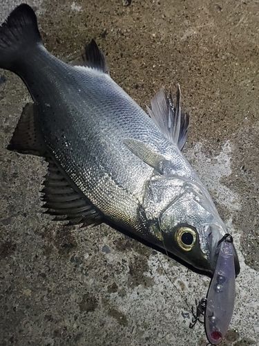 スズキの釣果