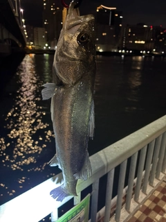 セイゴ（マルスズキ）の釣果