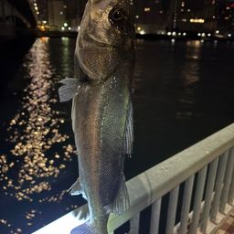 セイゴ（マルスズキ）