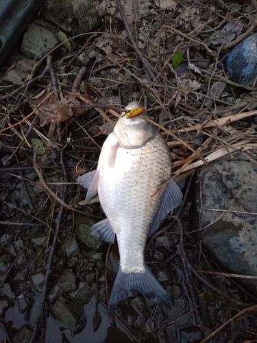 ヘラブナの釣果