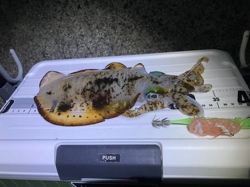 アオリイカの釣果