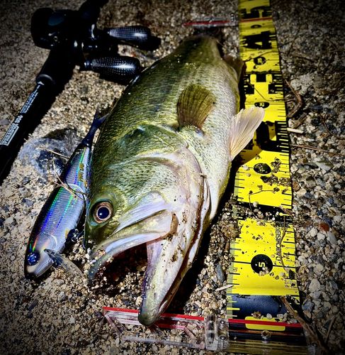 ブラックバスの釣果