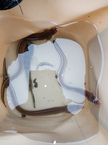 セントレア常滑港前島