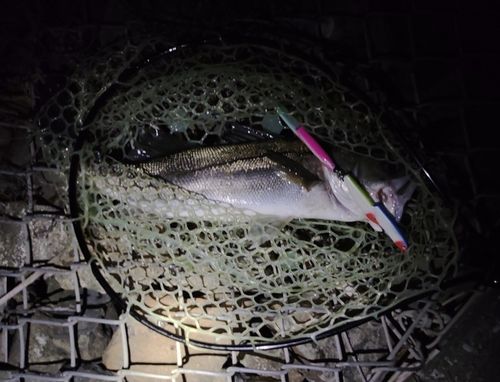 東京湾（アクアライン〜富津）