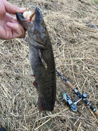 ナマズの釣果
