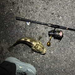 チャイロマルハタの釣果