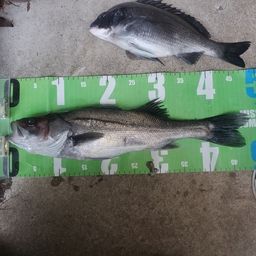 セイゴ（マルスズキ）