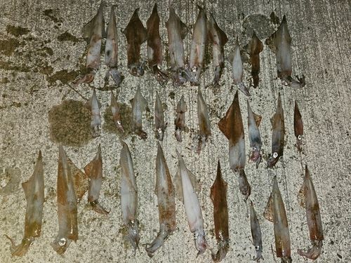 ヤリイカの釣果
