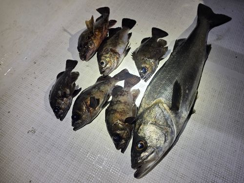 メバルの釣果