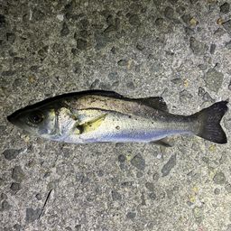 セイゴ（マルスズキ）