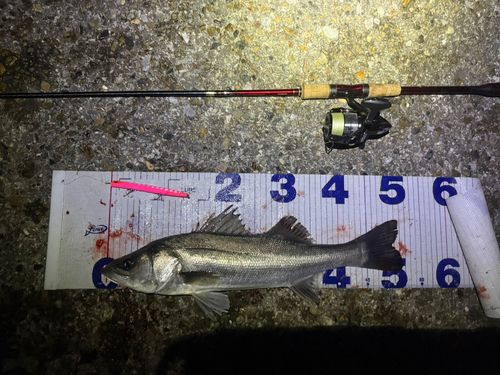 シーバスの釣果