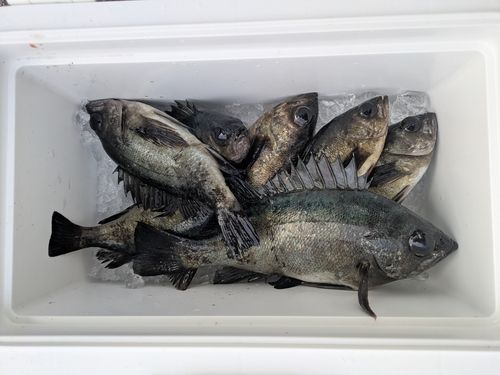 周防大島（屋代島）