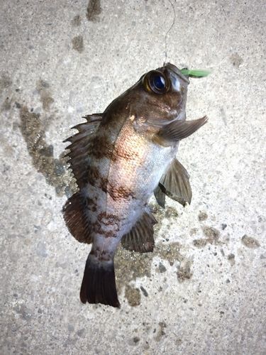 メバルの釣果