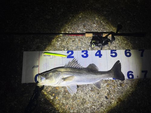 シーバスの釣果