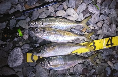 アジの釣果