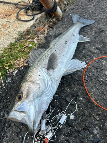 スズキの釣果