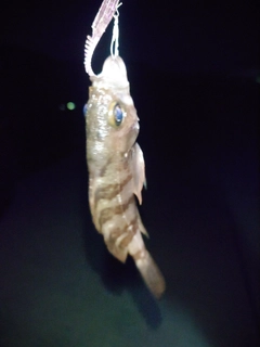 シロメバルの釣果