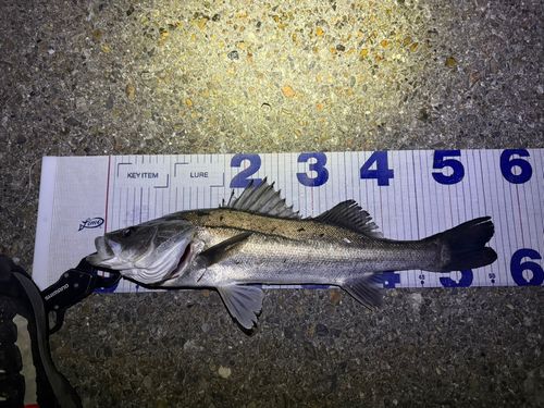 シーバスの釣果