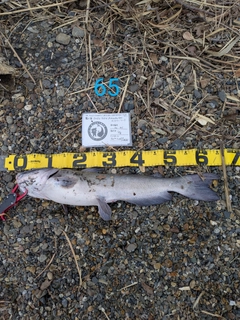 アメリカナマズの釣果