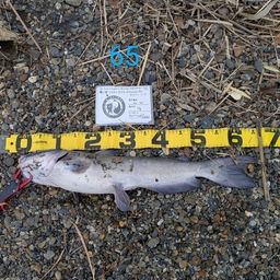 アメリカナマズ