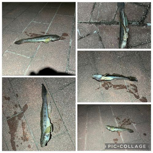 ウロハゼの釣果