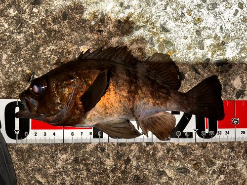 シロメバルの釣果